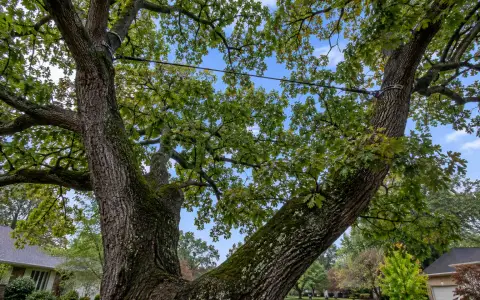 A steel support cable strung between two large stems high in a tree crown
