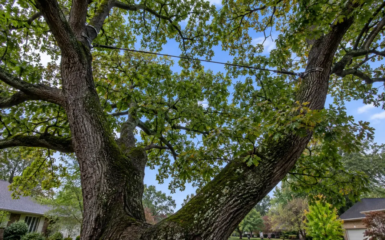 A steel support cable strung between two large stems high in a tree crown