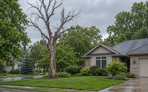 A dead tree with bare gray branches beside a house, surrounded by green trees in summer