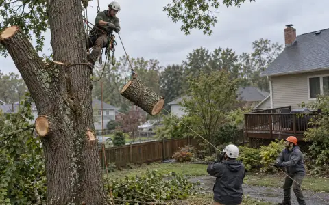A climber in a harness lowering a cut tree section on a rope while a ground crew guides it